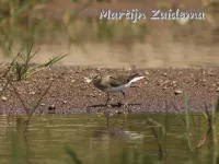 Temmincks Strandloper [Calidris temminckii]
